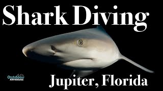 5 Tips for Diving With Big Sharks (Jupiter, Florida)