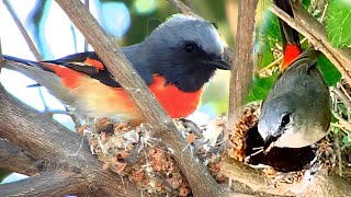 Small minivet bird making beautiful nest @AnimalsandBirds107