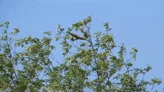 Bienenfresser am Ungerberg