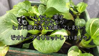 メダカがボウフラを食べる瞬間　ビオトープ日記