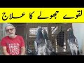 Kabootar K Jholy Or Laqway Ka Ilaj 100% || Khawaja Mujeeb || Kabutar Tv || Kabootar Bazi,