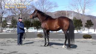 【メイショウサムソン(Meisho Samson)】-2014/2/20-イーストスタッド種牡馬展示会2014