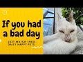 If you had a bad day, just watch these daily happy pets | Day 109