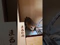 対戦相手は踊るママ　メンフクロウマルタのほほん日記。 owl フクロウ メンフクロウ 動物 owls animals 猛禽類 鳥 animal