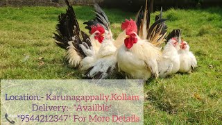 Fancy Chicken Breeds / കുറച്ചു ഫാൻസി കോഴികളെ കണ്ടല്ലോ #petcreationchemmanoor