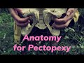 Pectopexy anatomy