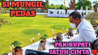 DERETAN BONSAI MAME TERBAIK DI PAMNAS GIANYAR 2021