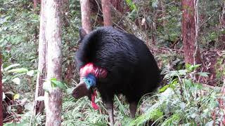 Southern Cassowary calling