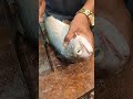 #asmrcutting CLEANING SLICING BIG FISH #amazingsounds #cleaning#fish #fresh #satisfying #viralshorts