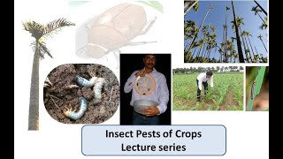 Lecture 3 Pests of Maize 3b Defoliator pests