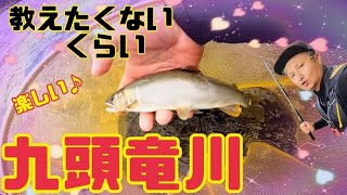 【九頭竜川 鮎釣り】友釣り 教えたくないくらい楽しい♪