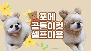 포메라니안 셀프미용🐶곰돌이컷 어렵지않아요💛배운적없음!! 그냥 동그랗게 잘라보아요??!?!