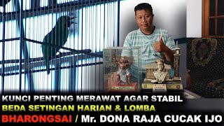 Cara perawatan cucak ijo Bharongsai juara piala Madiun cup . (cucak ijo barongsai / milik mr Dona)