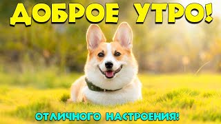 Доброго утра! Пожелания счастья и хорошего настроения! Самое доброе, красивое пожелание!