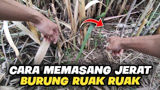 Cara memasang jerat burung ruak ruak