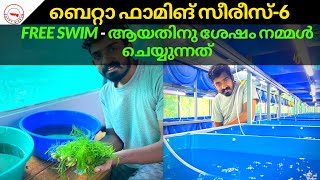 Betta Fish Farming- What We Do When Betta Fries Starts To Swim Free-ബെറ്റാ ഫാമിങ്