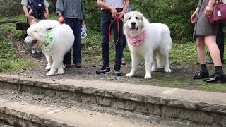 《ブランシェ家の秋の遠足》鮎簗ひのきやさんから「竜門の滝」(那須烏山市)【グレートピレニーズ・Great Pyrenees・超大型犬】滝のそばまで行けるんでしゅ〜。《その①》