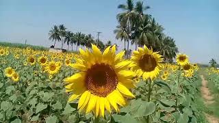 அழகு சூரியகாந்தி கூட்டம்! | Rabble of Sunflowers!