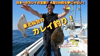 100匹釣れる！東北仙台のカレイ釣り