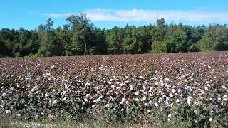 Defoliated Cotton