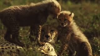 Cubs reunited with their parents after years