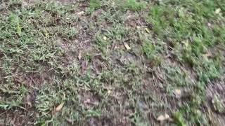 Grass Reveal 4 Ft. Screaming Children