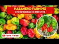 Habanero Farming Detailed Guide.