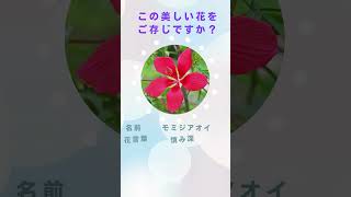 「意外と知らない⁉この花の名前、答えられる？」#shorts#科学