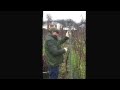 Winter pruning in the vineyard