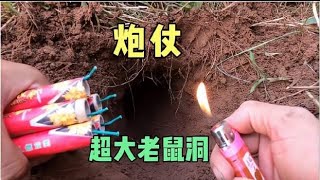 广西农村老鼠泛滥成灾，木薯地被挖空，往洞里扔炮仗再烟熏真解气