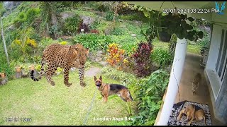 Leopard attack - narrow escape of a dog #leopard #leopards #leopardvideo