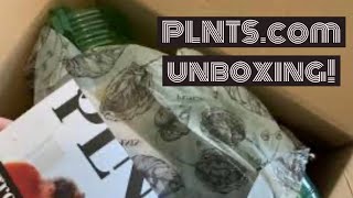 PLNTS.com July 2020 Order Unboxing // Calathea, Philodendron and more!