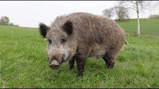 Dieser Mann hat ein Wildschwein als Haustier