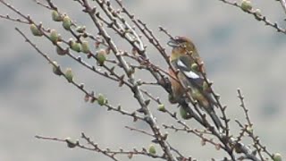 Two-barred Crossbill (Dovestone 05-04-2014)