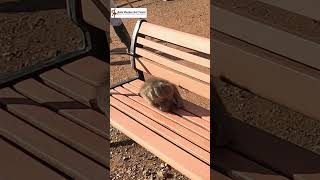 ベンチでくつろぐ赤ちゃん猿 / Baby snow monkey relaxing on a bench. monpai monyet サル 京都  #ニホンザル #snowmonkey