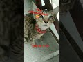 പൂച്ചയെ വിശേഷങ്ങൾ അറിഞ്ഞാലോ 😻😻 cats catslover