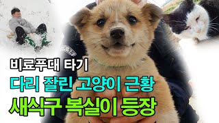 다리 잘린 고양이 절뚝이 근황..대설경보속 비료푸대 타기~강아지 복실이 등장!