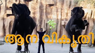 ആന വികൃതി ELEPHANT