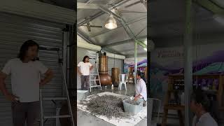 Lavender distillation at Hunter Lavender Farm, Australia