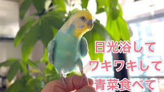 2024.10.12 日光浴してワキワキして青菜食べて　【セキセイインコしんちゃんときょきょの暮らし】