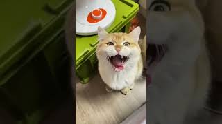 猫咪又骂人了