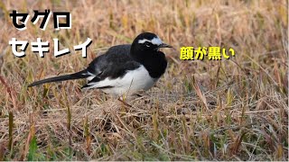 セグロセキレイ Japanese Wagtail