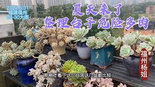 福州杨姐：福州夏天多狂风骤雨，整理台子上的危险多肉非常重要，安全放心