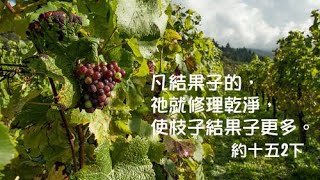 【新生命活泉】你願意神如何待你？修剪你，好結果子更多；或者任隨你，卻無一個果子？