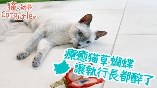 [貓の執事 CatButler]療癒小短片，執事們與蝴蝶的悠閒下午