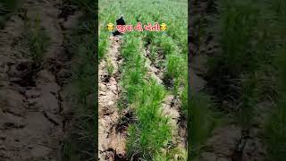 એક ખેડૂત ની વેદના ખેતુડ સમજે #shorts #farming #viralvidio