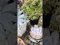 2024.1013期雅蘭多肉上盆後x「雪山仙女杯」dudleya pulverulenta 多肉植物 succulent 雅蘭多肉 開箱 garden