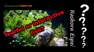 Rasbora Espei - Fearful or interactive fish? Rasbora community tank 2019