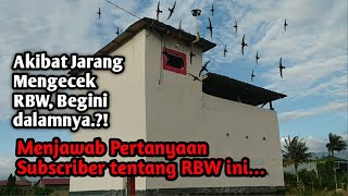 Cek RBW mini Pribadi dua lantai 4 x 6 || akibat jarang masuk banyak ini didalam RBW ? || #rbwmini