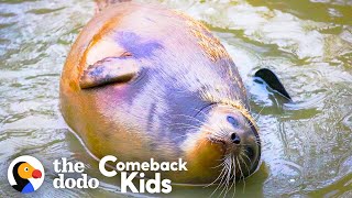 Tiny Lost Seal Grows Up To Be Blubbery And Hilarious | The Dodo Comeback Kids